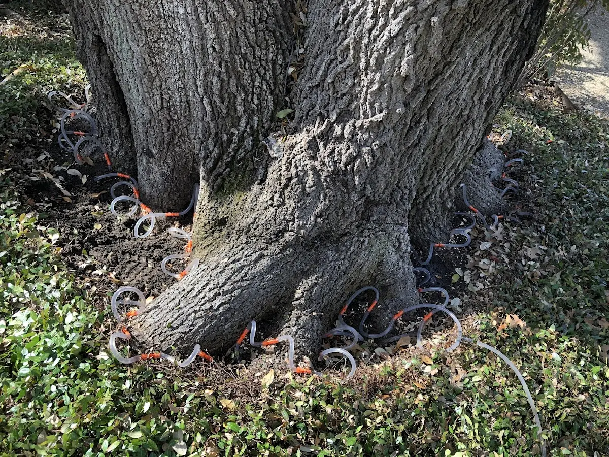 Detailed Tree Cabling and Bracing job site in Merrifield