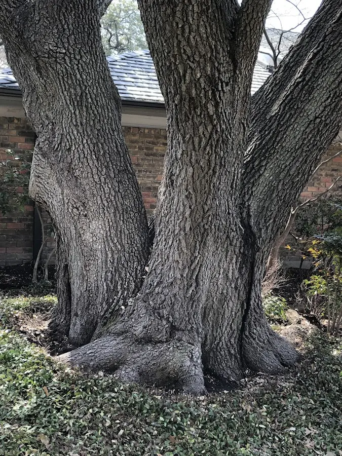 Mature heritage tree close to a Merrifield property cared for by certified arborists