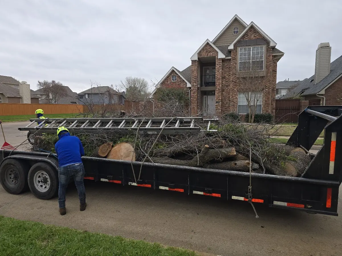 Expert Tree Pest Control with proper safety equipment in Merrifield